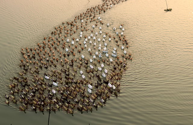 যেন রং মিলিয়ে দল বেঁধেছে হাঁসেরা