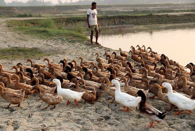পানি থেকে উঠছে ওরা