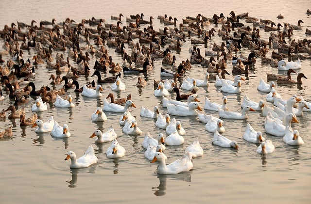 সামনের সারিতে শ্বেতশুভ্র হাঁসের দল
