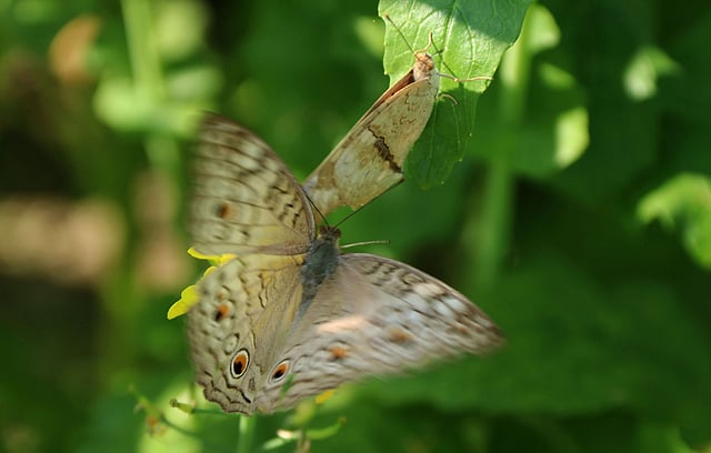ফুলে দুই বন্ধু প্রজাপতি