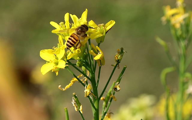 হলুদ সরিষা ফুলে বসেছে মৌমাছি