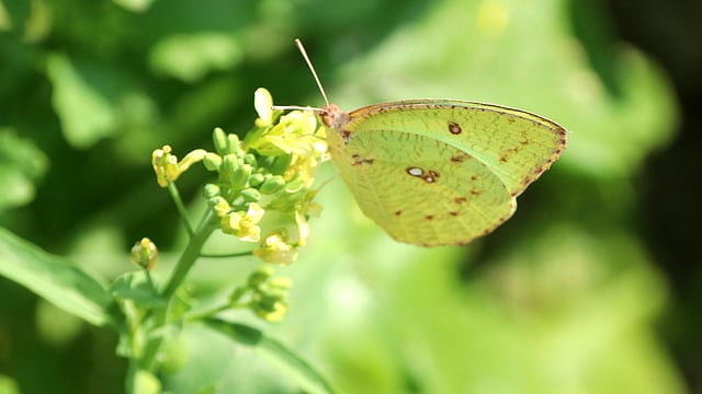 একা একা মধু আহরণে প্রজাপতি