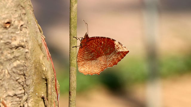 ঝরা পাতার মতো রং এই প্রজাপতির