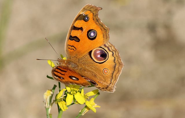 সরিষা ফুলে প্রজাপতির আনাগোনা