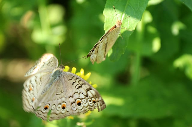 দুই বন্ধু প্রজাপতি এক গাছ থেকে অন্য গাছে