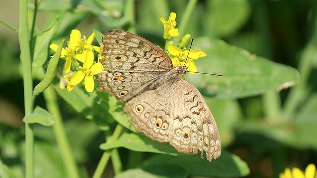 প্রজাপতির পাখনায়ও হলুদের ছটা