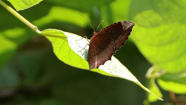 সবুজ পাতায় কালো প্রজাপতি