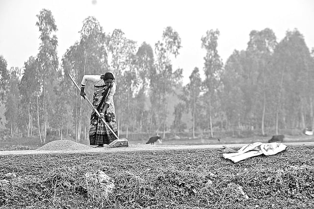 সাত দিন পর কুড়িগ্রামে সূর্যের মুখ দেখা যায় গতকাল। তবু কখনো মেঘ, কখনো রোদ। এর মধ্যেই ধান শুকাতে দেন কিষানিরা। দুপুরে উলিপুর উপজেলার রাজারাম ক্ষেত্রী গ্রামে। ছবি: প্রথম আলো
