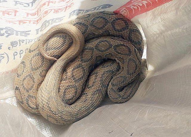 বিষধর সাপটি উদ্ধার করে প্রথমে বস্তাবন্দী করা হয়। পরে সেটা চর কুকরিমুকরি বনে অবমুক্ত করা হয়। ভোলা, বরিশাল, ৩ ডিসেম্বর। ছবি: সংগৃহীত