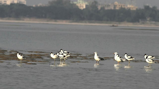 রাজশাহীর পদ্মার ৩৯ কিলোমিটার এলাকায় ৩৭ প্রজাতির জলচর পাখি দেখা গেছে। রাজশাহী, ৫ জানুয়ারি। ছবি: আইইউসিএন