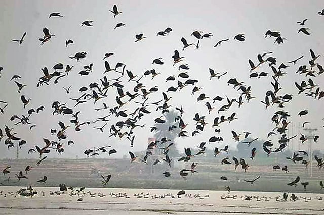 নওগাঁ সাপাহার উপজেলার জবই বিলে ভিড় করেছে হাজারো অতিথি পাখি। গত মঙ্গলবার দুপুরে তোলা। ছবি: প্রথম আলো