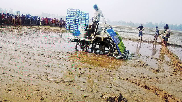 যন্ত্রের সাহায্যে রোপণ করা হচ্ছে চারা। গতকাল দিনাজপুরের বিরল উপজেলার চকেরহাট এলাকায়। ছবি: প্রথম আলো