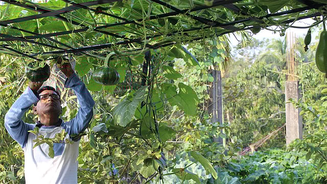পিরোজপুর শহরের শিক্ষা অফিস সড়কের বাড়ির ছাদে গাছ পরিচর্যা করছেন মিজানুর রহমান। সম্প্রতি তোলা ছবি। প্রথম আলো