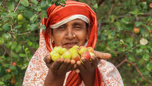 দুহাত ভরা আপেল কুল