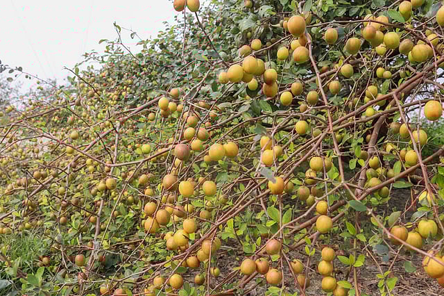 গাছভরা আপেল কুল। ১২০ থেকে ২০০ টাকা করে বিক্রি করেন চাষিরা