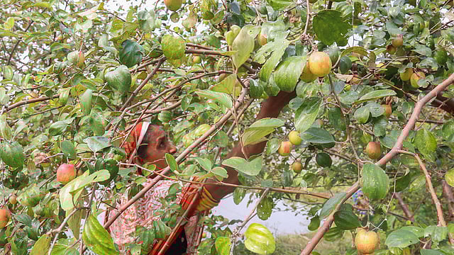 কুল পাড়ছেন চাষি