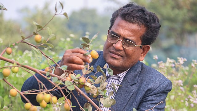 ফলন পর্যবেক্ষণ করছেন কৃষি কর্মকর্তা