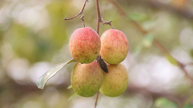 পেকে টসটস আপেল কুল