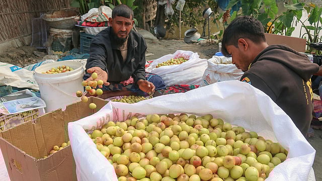 আকার ও রং ভেদে আলাদা করা হচ্ছে কুল