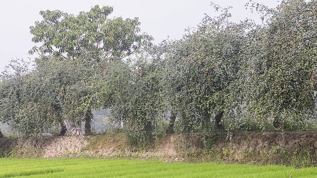 ধানের খেত ও মাছের ঘেরের আইলে আপেল কুলের বাগান