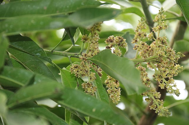 ১২ মাসি জাতের আমগাছ
