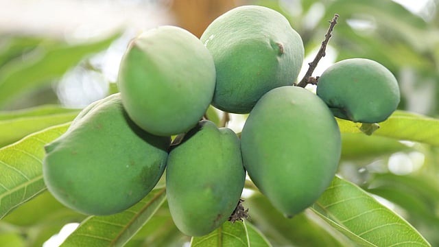পুরুষ্ট আম