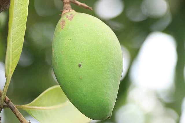 আমগুলো আকারে বড়ই