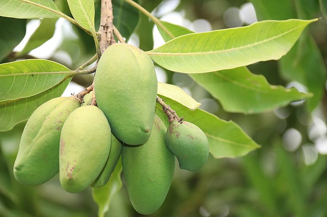 গাছে ধরেছে আম