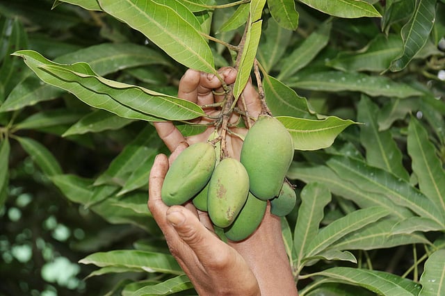 পরিচর্যা করছেন চাষিরা