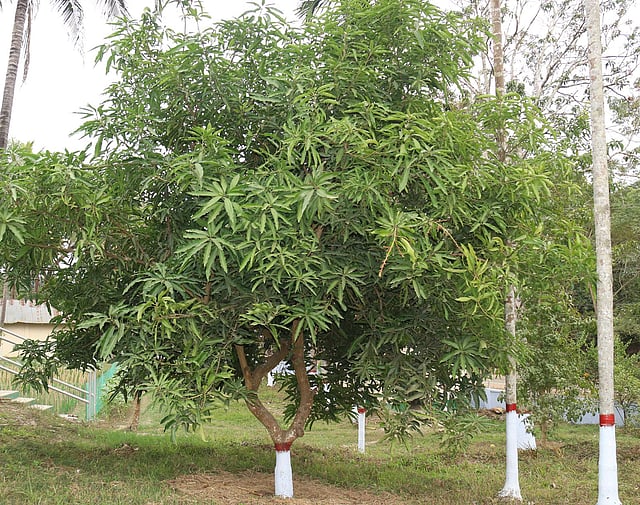 কিছু ডালে আসছে মুকুল