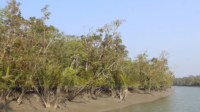 সুন্দরবনে ২৫ বছরে সুন্দরীগাছ কমেছে প্রায় ৫৩ হাজার হেক্টরে। ছবি: শেখ আল-এহসান