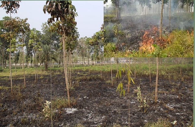 ইসলামী বিশ্ববিদ্যালয়ে বহিরাগতদের দেওয়া আগুন প্রক্টরিয়াল বডি, পুলিশ, আনসার ও শিক্ষার্থীদের প্রায় আধা ঘণ্টার চেষ্টায় নিয়ন্ত্রণে আসে। ছবি: সংগৃহীত