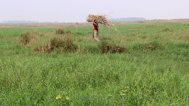 খেতের মধ্যে থেকে জ্বালানি খড়ি নিয়ে যাচ্ছেন এক কিষানি