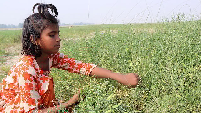 কিছু কিছু গাছে খেসারি কলাই ফল ধরেছে, খাওয়ার জন্য শাক তুলছে এক শিশু