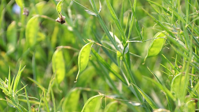 গাছে খেসারি কলাই ফল আসছে