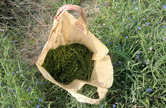 সংগ্রহ করা শাক