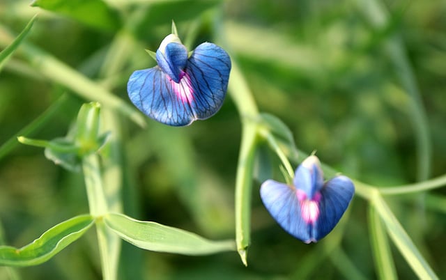 গাছে গাছে ফুটে আছে মনোলোভা ফুল