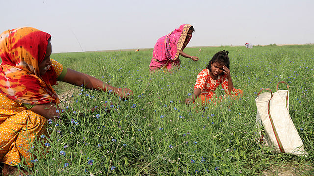 শাক তুলছেন এলাকাবাসী