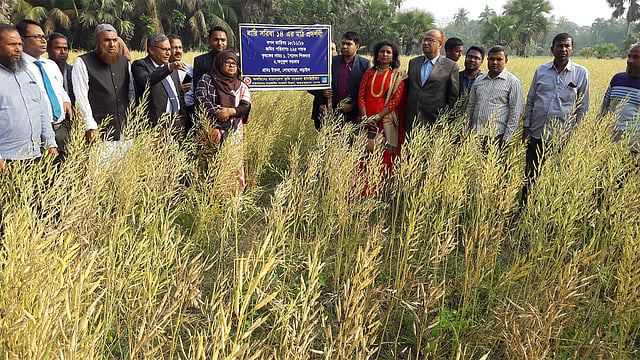 নড়াইলের লোহাগড়ার লংকারচর গ্রামে এ বছর চাষ হয়েছে বারি সরিষা-১৪। প্রথম আলো