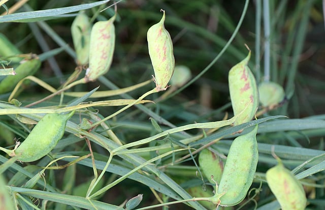 পরিপক্ব হচ্ছে খেসারি