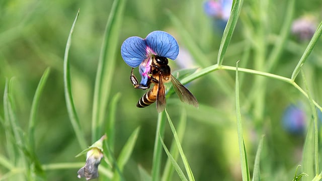 ফুলে মধু আহরণে মগ্ন মৌমাছি