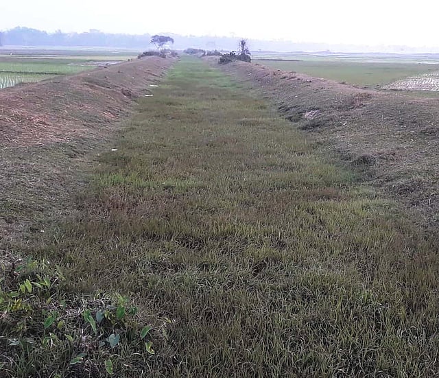 মনু নদ প্রকল্পের সেচখাল ভরে আছে ঘাসে। গত মঙ্গলবার মৌলভীবাজারের একাটুনা ইউনিয়নের হাতিগড়ে। প্রথম আলো