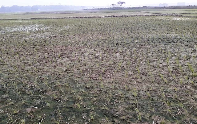 পানির অভাবে বোরো রোপণ করা জমির মাটি ফেটে যাচ্ছে। গত মঙ্গলবার মৌলভীবাজারের একাটুনা ইউনিয়নের হাতিগড় এলাকায়। ছবি: প্রথম আলো