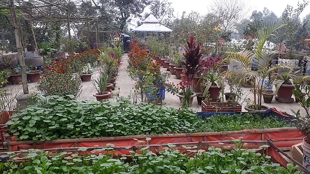 নীলফামারীর ডোমারের পাঙ্গা বালিকা উচ্চবিদ্যালয়ের ছাদবাগান। ছবি: সংগৃহীত