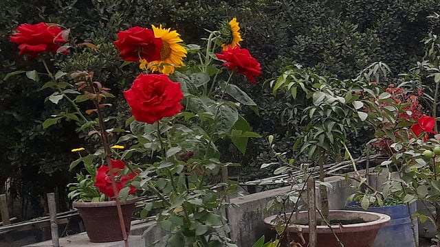 স্কুলের সহকারী শিক্ষক সুকুমার রায় স্কুলের ছাদে এই বাগান গড়েছেন। এখন অনেকে ছাদবাগানে উদ্বুদ্ধ হচ্ছেন। ছবি: সংগৃহীত