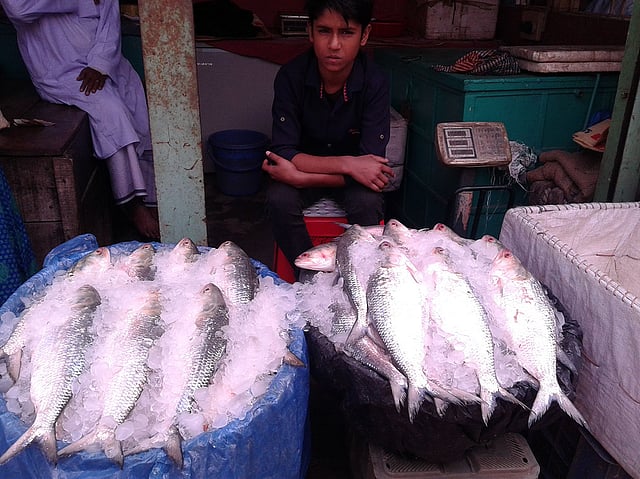 বড় ইলিশ সাজিয়ে বসে আছেন বিক্রেতা। ছবি: লেখক