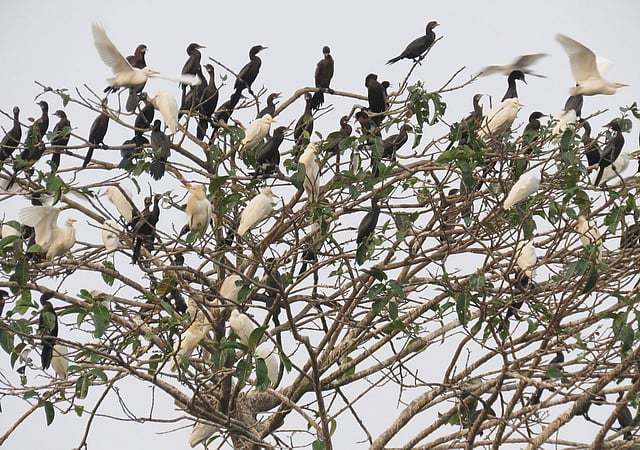 মৌলভীবাজারের বড়লেখা উপজেলায় হাকালুকি হাওরপাড়ে হাল্লা পাখিবাড়ি