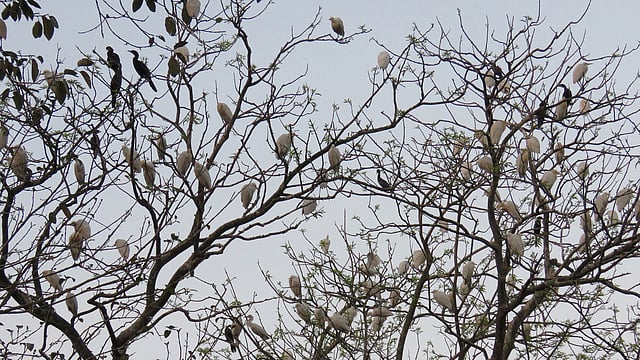 হাওরপাড়ে দুই একর জায়গাজুড়ে জলজ হিজল, করচ ও বরুণগাছে পাখিরা