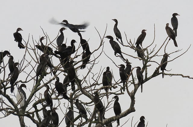 পাখিদের খুনসুটি