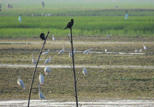 হাওরের ছোট ছোট জলাশয়ে খাবারের খোঁজে পাখি